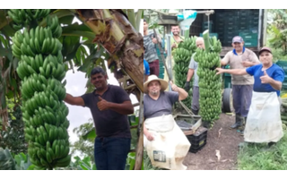 Cacho de banana gigante com mais de 90 kg é colhido no interior de SP;  VÍDEO, Santos e Região