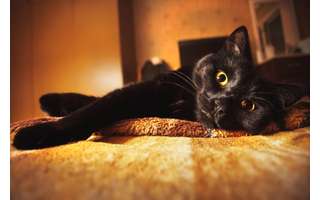 12 ideias de nomes para gato preto - NSC Total