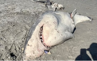 A great white shark was found with half of its body eaten in Australia