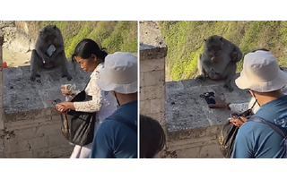 Monkeys in Bali steal cell phones to trade them for food