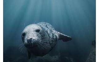 Animais marinhos auxiliaram no mapeamento das águas e mergulharam em áreas que eram mais de mil metros mais profundas que o esperado. (Fonte: Getty Images/Reprodução)