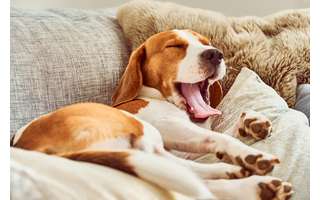 Bocejo canino pode ser um "calming signal"