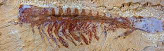Fóssil de ancestral das aranhas e escorpiões foi descoberto na China