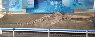 Imagem de fóssil de uma baleia peruana identificada como uma nova espécie extinta de cetáceos. 