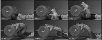 Estudo registro a sequência de bota típico de víboras, que acontece em milissegundos