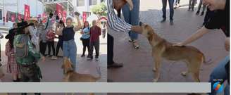 Apresentadora do 'Jornal do Meio-Dia', de afiliada do SBT, vê cachorro tentando 'comer' seu ponto eletrônico durante transmissão ao vivo em Goiás.