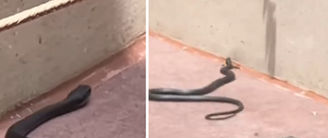 Influencer de viagem brasileiro encontra cobra em parque da Disney