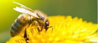 Desaparecimento de abelhas foi relacionado com o uso de inseticidas neonicotinoides