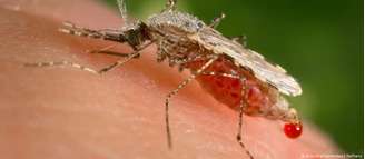 O anopheles é o mosquito transmissor da malária