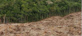 Texto argumenta que conter o desmatamento traz benefícios econômicos