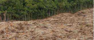 Segundo Häusling, com acordo União Europeia pode contribuir para o desmatamento da Amazônia