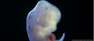 Embrião híbrido de um rato