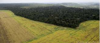 Desmatamento para plantação de soja é uma das maiores ameaças à Floresta Amazônica