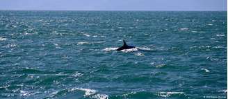 Baleia-de-Bryde é avistada nas imediações de Ilhabela, na última semana de maio