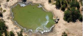 Centenas de elefantes mortos forma encontrados no delta do Okavango, em Botsuana