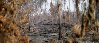 Floresta destruída nos arredores de Apuí, no Amazonas