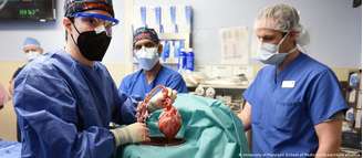 Médicos da Universidade de Maryland seguram coração de porco. Genes que causam rejeição em humanos foram inativados