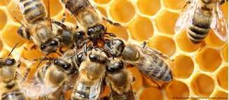 Desmatamento, queimadas, avanço da fronteira agrícola e secas mais frequentes causadas pelas mudanças climáticas provocam o desaparecimento de abelhas, aponta especialista
