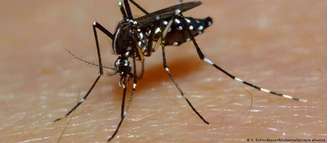 O "Aedes albopictus" é um dos transmissores da doença, assim como o "Aedes aegypti" 