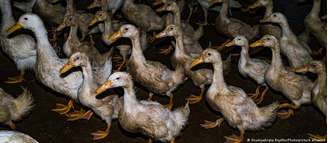 A gripe aviária H5N1 causou danos significativos a aviários no mundo. Preocupação chega a rebanhos bovinos