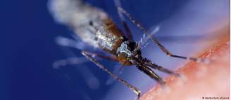O mosquito Anopheles é transmissor da malária