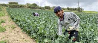 Agricultura portuguesa depende atualmente de imigrantes asiáticos