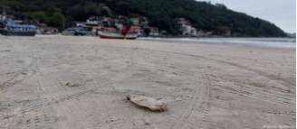 "O mar só quer o que é dele. O que não é, joga nas praias"