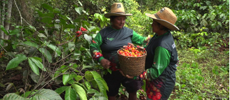 A cadeia do guaraná no Brasil se soma a muitas outras no mundo afetadas pelos impactos das mudanças climáticas.