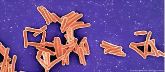 A bactéria "Mycobacterium tuberculosis", que causa tuberculose, é um dos patógenos mais perigosos do mundo