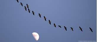 Na primavera, grous, garças, gansos e muitas outras espécies migram longas distâncias até seus locais de reprodução