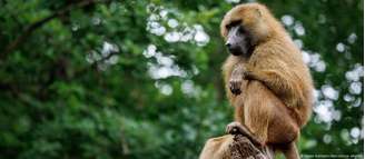 Zoológico de Nuremberg disse que não conseguiu controlar população de babuínos