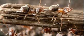 Redução da população de formigas coincide com avanço da colonização em Fiji (Imagem de referência)