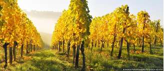 Uvas Riesling no vale de Remstal, em Baden-Württemberg. O Riesling é o vinho mais popular cultivado na Alemanha