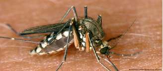 O mosquito comum é o transmissor do vírus do Nilo Ocidental