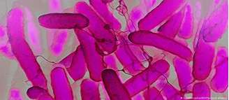 Bactérias Escherichia coli coloridas no microscópio eletrônico: uma das responsáveis pela síndrome