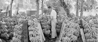 O termo "república das bananas" se inspirou na influência da empresa bananeira United Fruit Company em Honduras nos séculos 19 e 20