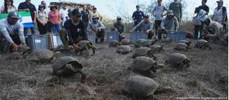 Tartarugas recém-chegadas começaram a explorar o habitat que estão destinados a transformar nos próximos anos