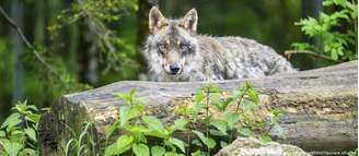 Os lobos foram declarados extintos na Alemanha no século 19, mas voltaram a viver no território do país nos úlimos anos