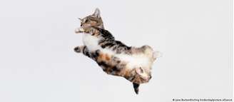 Um gato em queda livre reorienta seu corpo em milissegundos com uma precisão que intrigou estudiosos por mais de um século