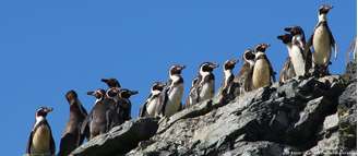 O pinguim-de-humboldt é uma espécie emblemática da corrente de Humboldt e parte fundamental do ecossistema marinho costeiro do Chile