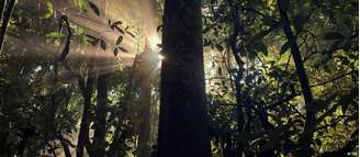 Restaurar 12 milhões de hectares poderia gerar uma receita de R$ 776,5 bilhões