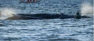 Debilitada, baleia-jubarte é conduzida por voluntários até seu habitat natural, o Oceano Atlântico