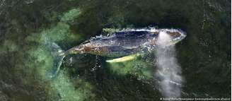 Baleia-jubarte está vagando há quatro semanas pelo Mar Báltico, que não é seu habitat natural