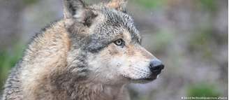 Ataques de lobos a humanos em áreas urbanas é incomum (imagem de arquivo)