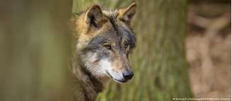 Após extinção no século 19, população de lobos voltou a crescer na Alemanha nas últimas décadas