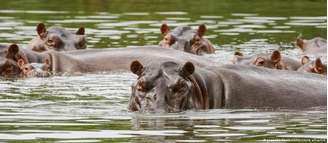 Autoridades colombianas alertam para os danos causados pelos hipopótamos, tidos como uma espécie invasora