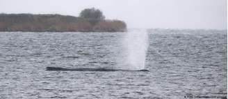 Animal mede até 15 metros de comprimento e deverá ser retirado com boias e uma manta levada por embarcações