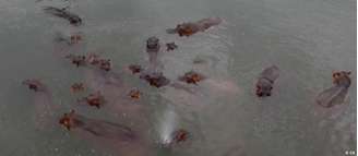 Colômbia debate há anos o que fazer com os quase 200 hipopótamos selvagens que habitam as margens do rio Magdalena