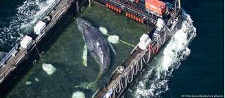 Ação de resgate da baleia Timmy está sendo bancada por empresários