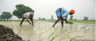 Pesquisa usou sementes de arroz para testar se som da chuva altera germinação